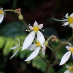 ユキノシタ の高画質写真です。横浜市で、2025年6月5日に撮影したものです。