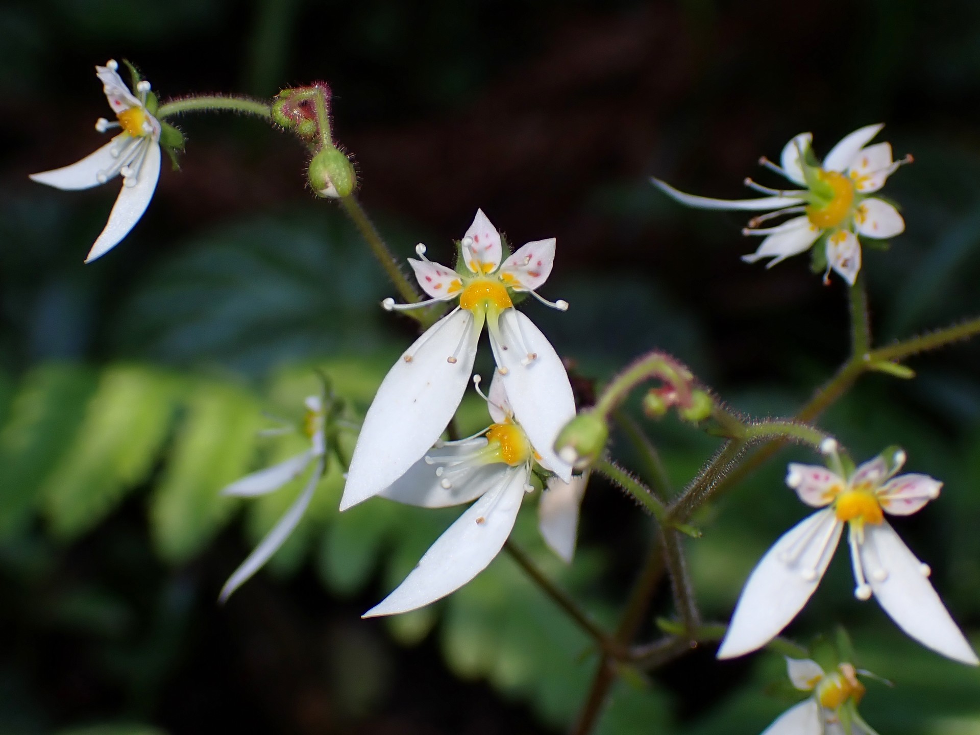 ユキノシタ の高画質写真です。横浜市で、2025年6月5日に撮影したものです。