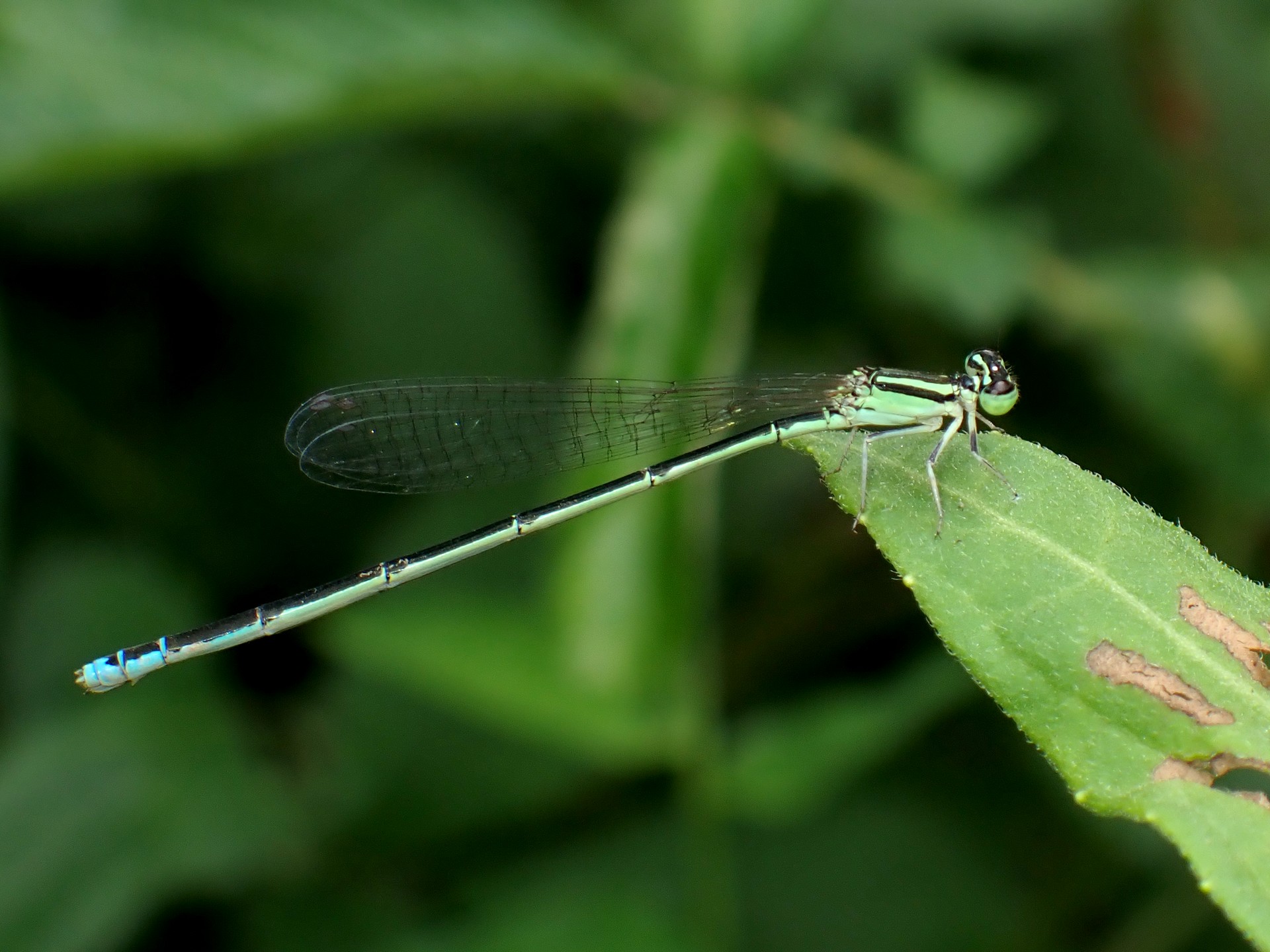 アジアイトトンボ の仲間 の高画質写真です。横浜市で、2025年7月18日に撮影したものです。