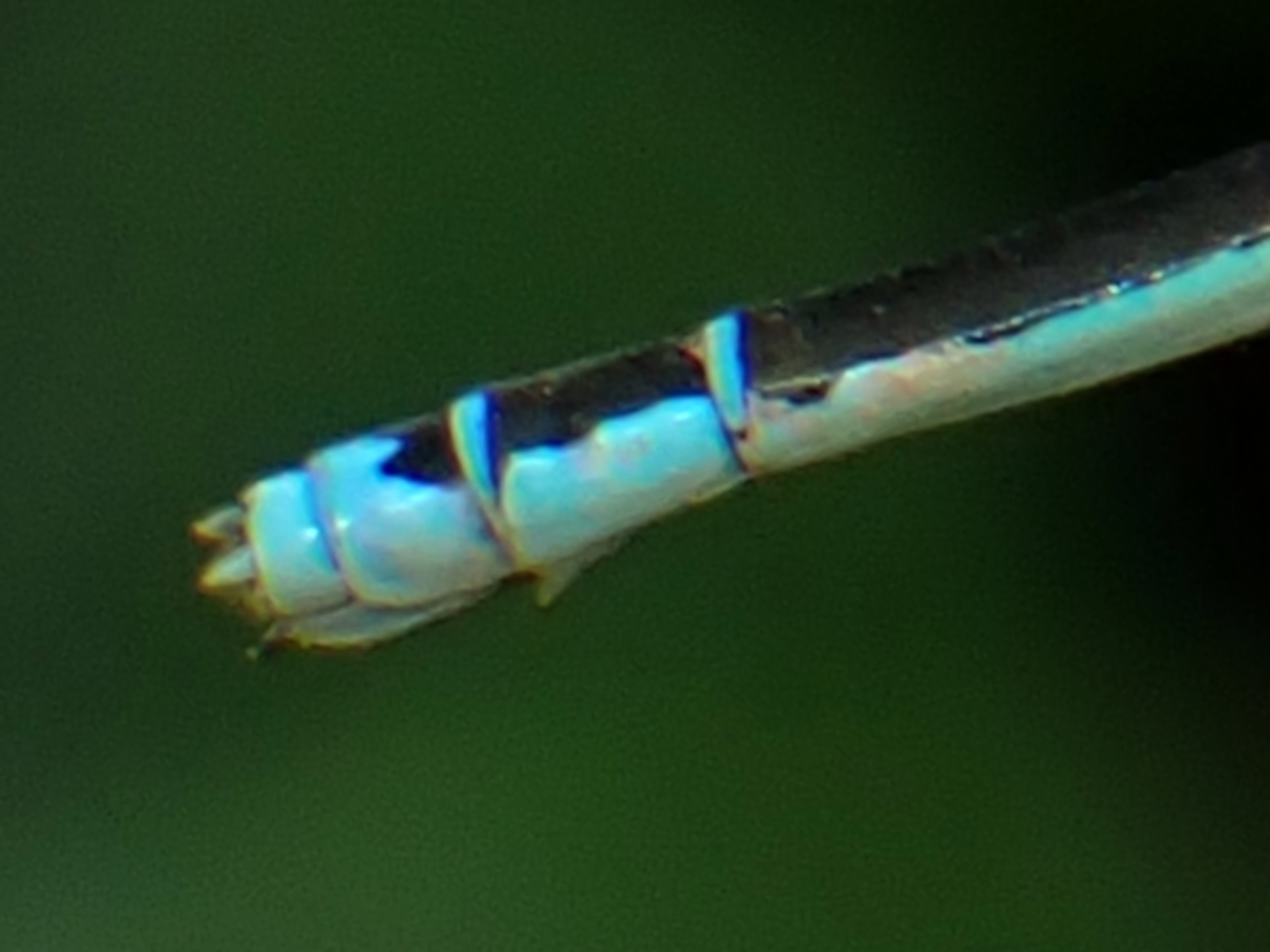 アジアイトトンボ の仲間 の高画質写真です。横浜市で、2025年7月18日に撮影したものです。