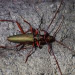 アカアシオオアオカミキリ の高画質写真です。横浜市で、2025年7月29日に撮影したものです。