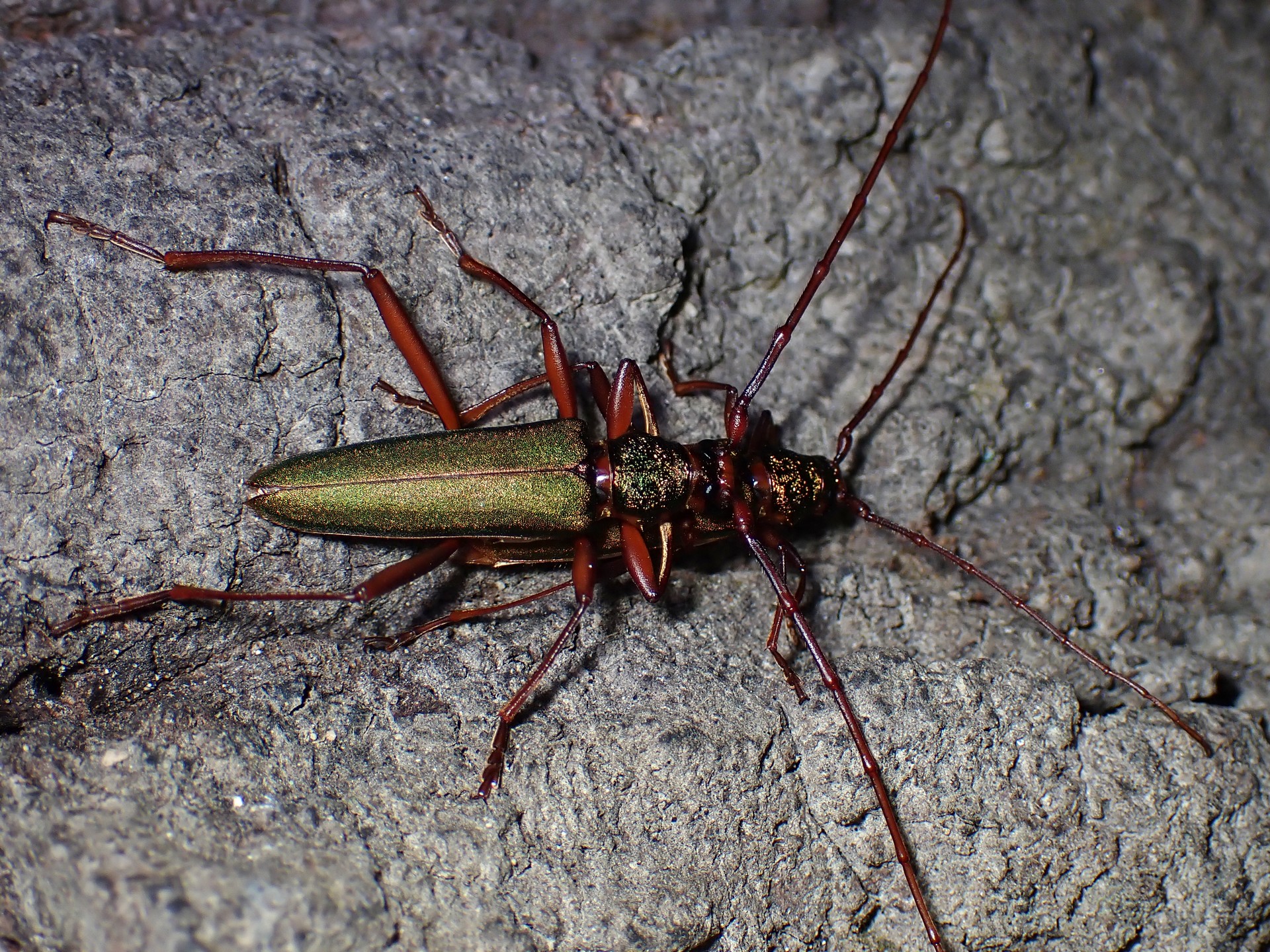 アカアシオオアオカミキリ の高画質写真です。横浜市で、2025年7月29日に撮影したものです。