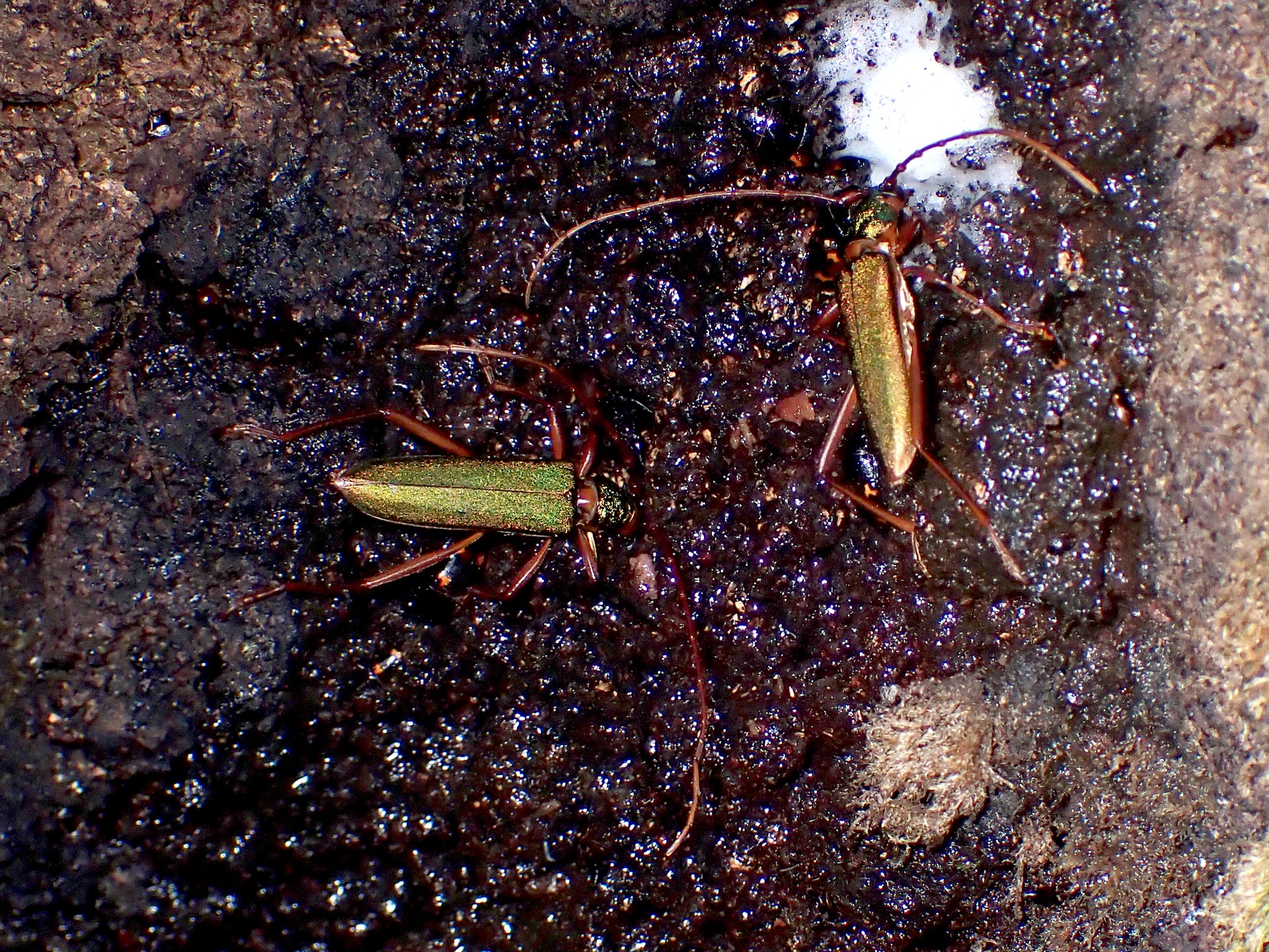 アカアシオオアオカミキリ の高画質写真です。横浜市で、2025年7月29日に撮影したものです。