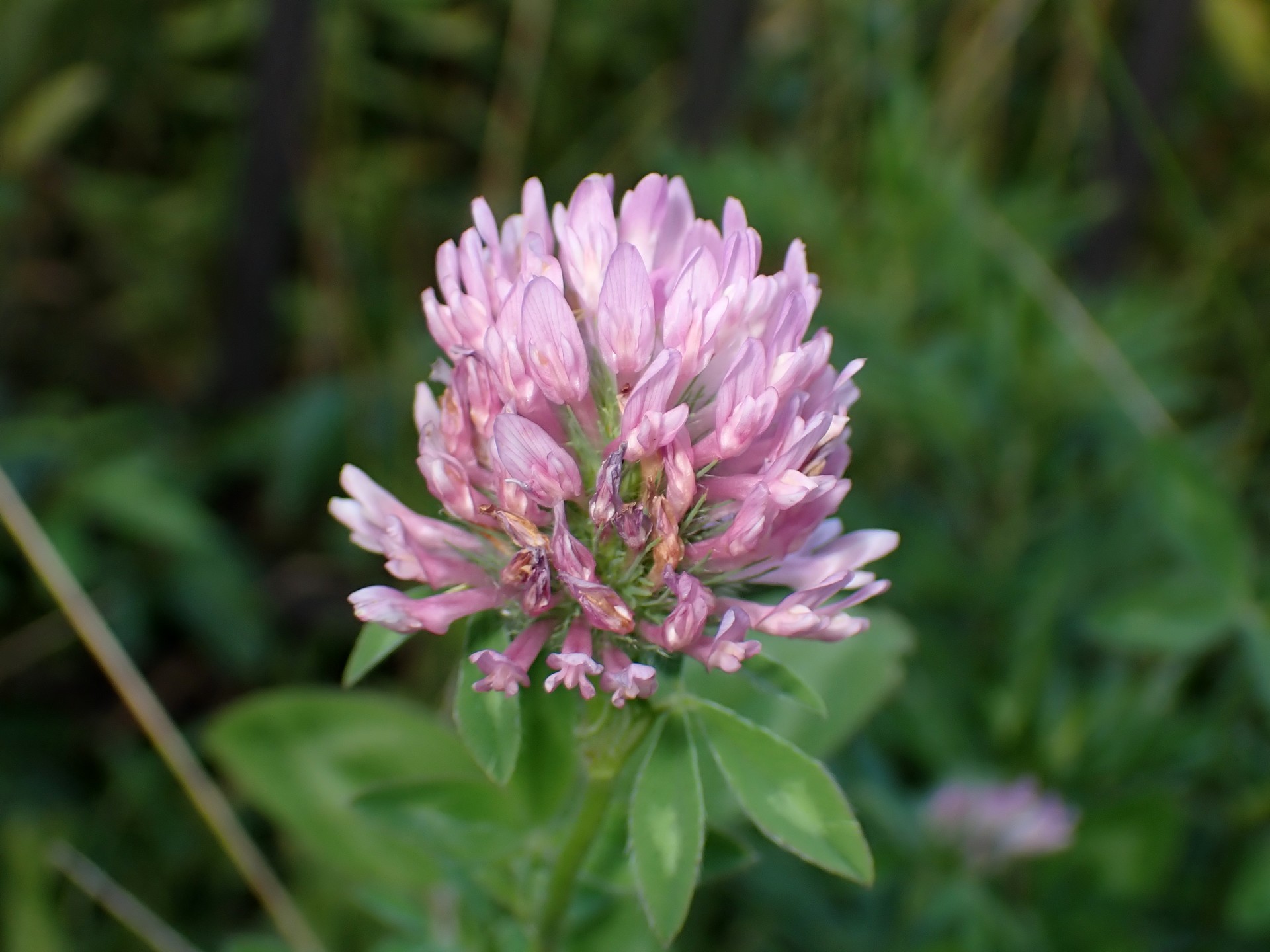 アカツメクサ の高画質写真です。横浜市で、2025年7月8日に撮影したものです。
