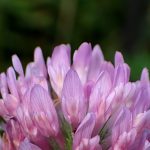 アカツメクサ の高画質写真です。横浜市で、2025年7月8日に撮影したものです。