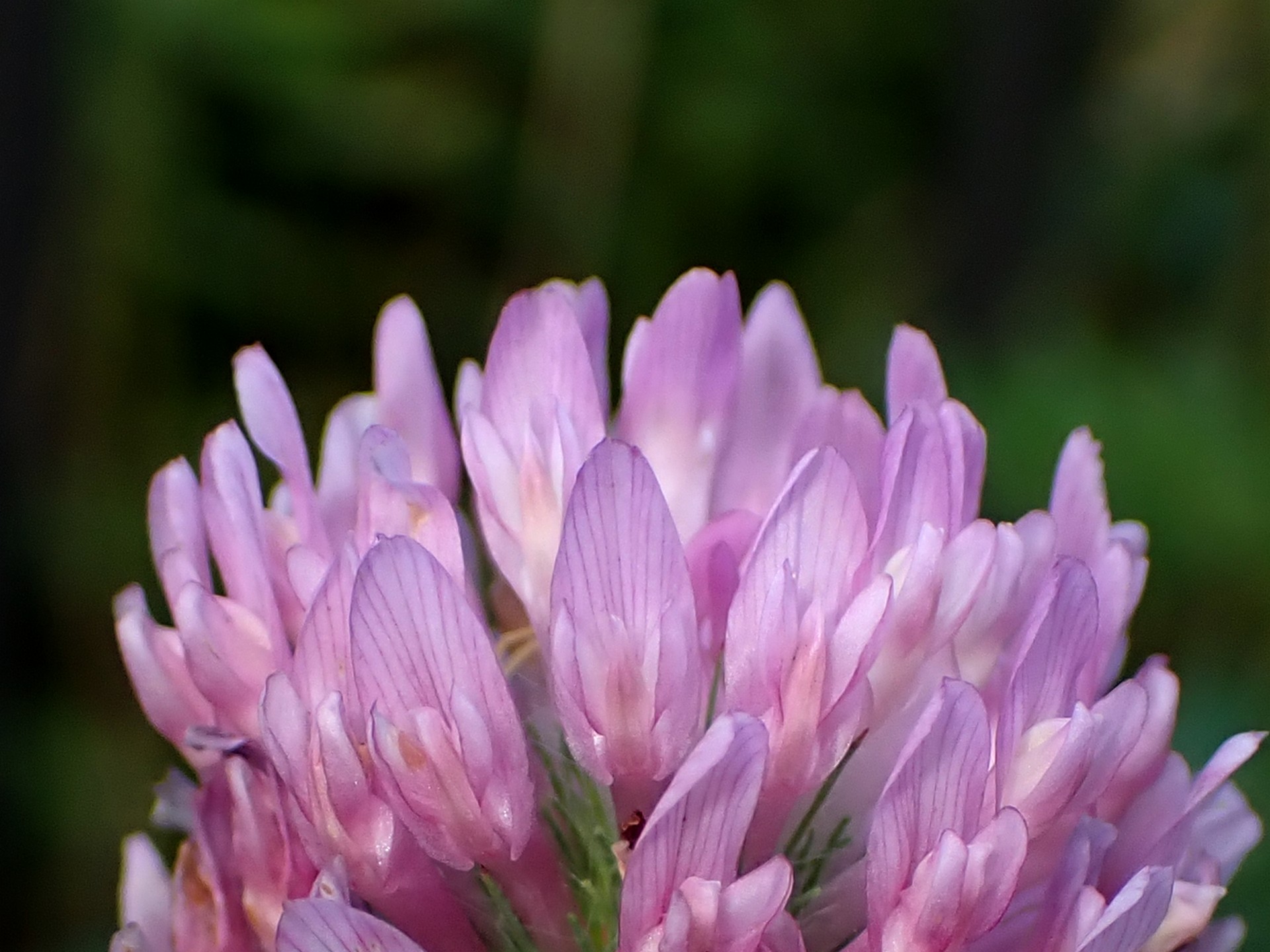 アカツメクサ の高画質写真です。横浜市で、2025年7月8日に撮影したものです。