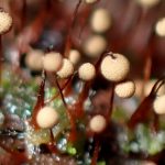 アミホコリの仲間 の高画質写真です。横浜市で、2025年7月18日に撮影したものです。