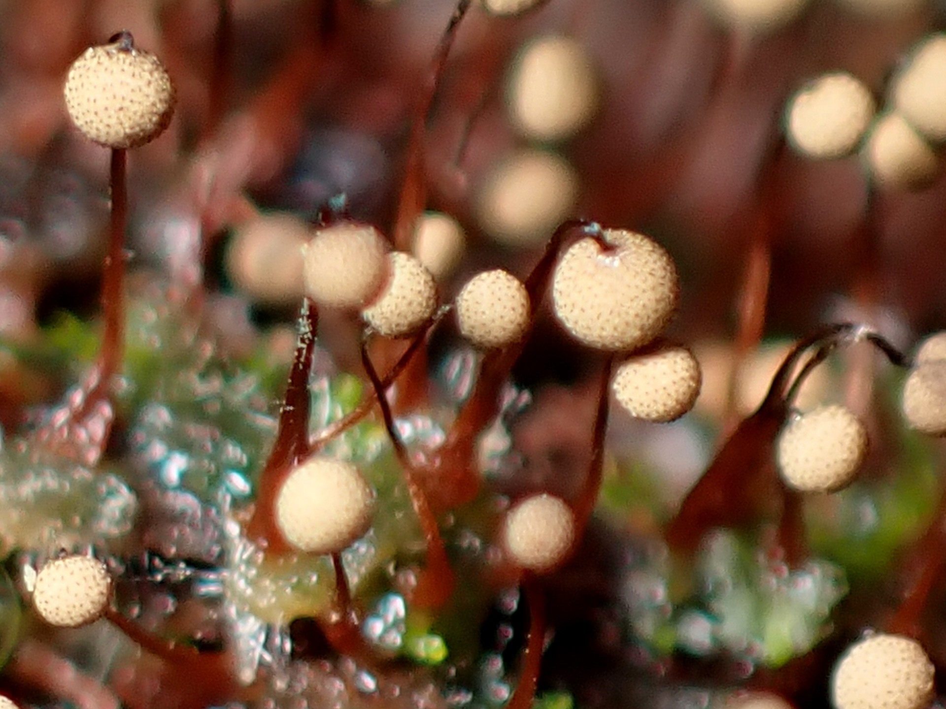 アミホコリの仲間 の高画質写真です。横浜市で、2025年7月18日に撮影したものです。