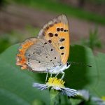 ベニシジミ の高画質写真です。横浜市で、2025年7月4日に撮影したものです。