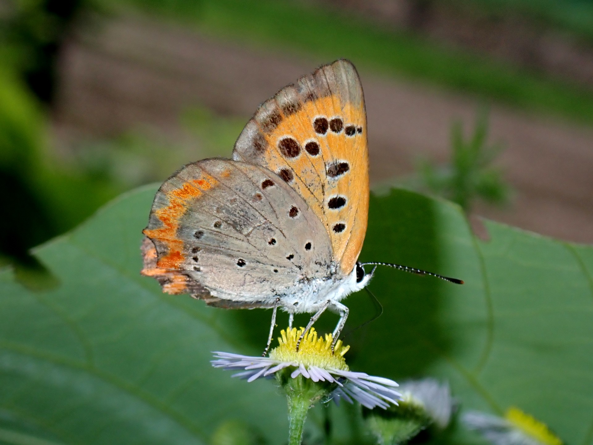 ベニシジミ の高画質写真です。横浜市で、2025年7月4日に撮影したものです。