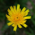 ブタナ の高画質写真です。横浜市で、2025年7月3日に撮影したものです。