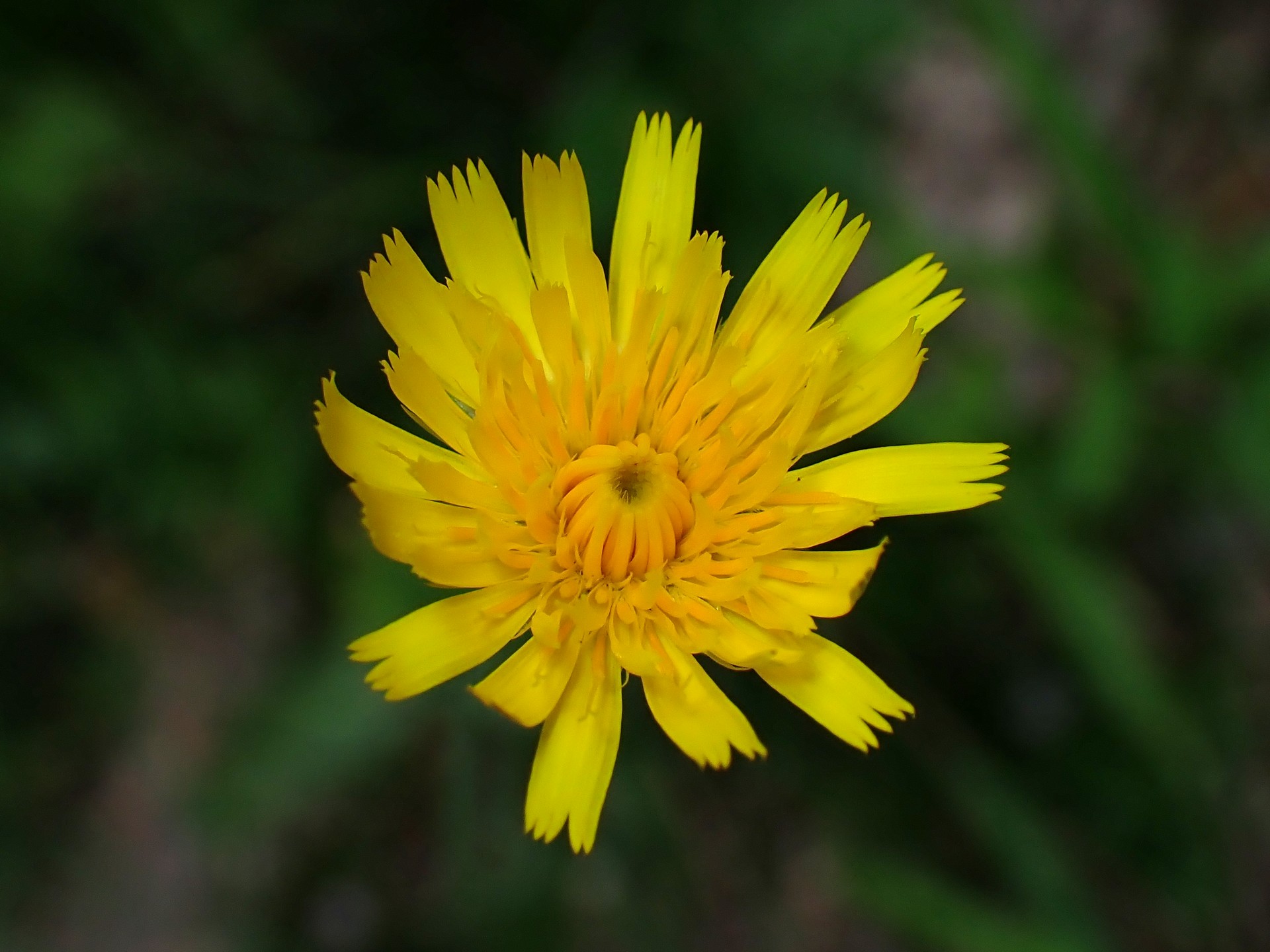 ブタナ の高画質写真です。横浜市で、2025年7月3日に撮影したものです。