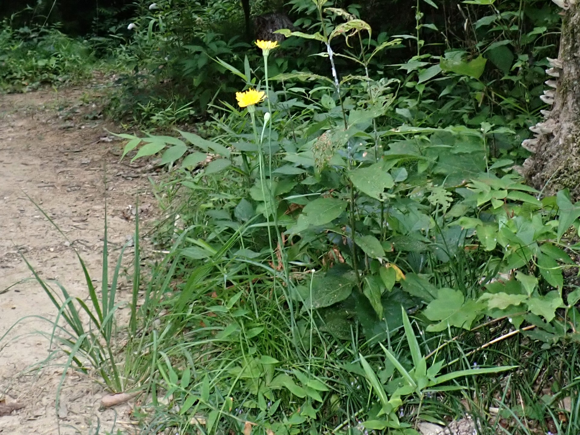 ブタナ の高画質写真です。横浜市で、2025年7月3日に撮影したものです。