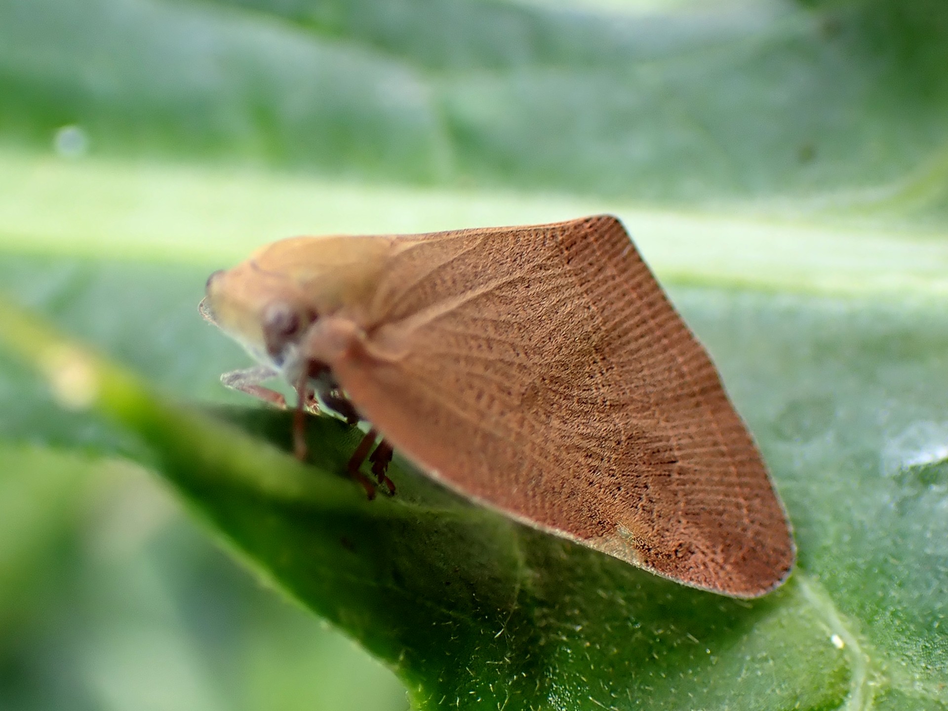 チュウゴクアミガサハゴロモ の高画質写真です。横浜市で、2025年7月4日に撮影したものです。