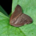 チュウゴクアミガサハゴロモ の高画質写真です。横浜市で、2025年7月4日に撮影したものです。