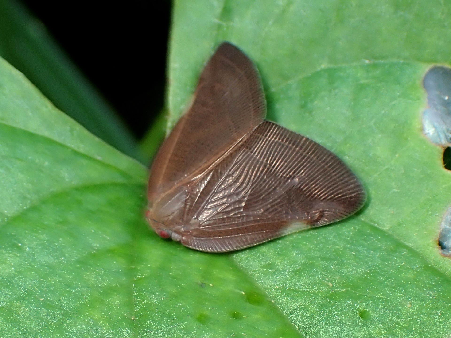 チュウゴクアミガサハゴロモ の高画質写真です。横浜市で、2025年7月4日に撮影したものです。