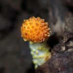 ダイダイガサ の高画質写真です。横浜市で、2025年7月3日に撮影したものです。