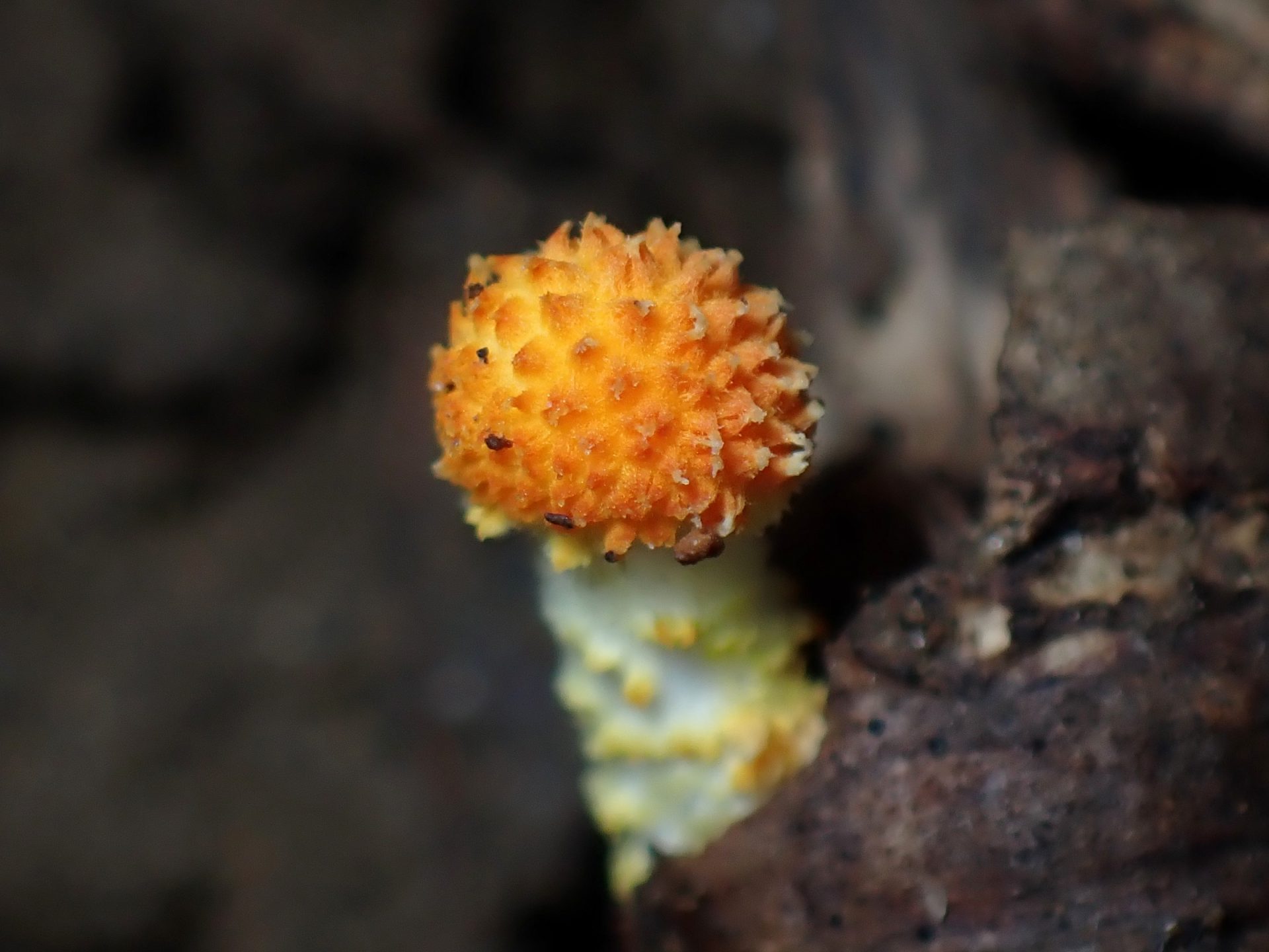 ダイダイガサ の高画質写真です。横浜市で、2025年7月3日に撮影したものです。