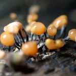 ダイダイ色の粘菌 の高画質写真です。横浜市で、2025年7月29日に撮影したものです。