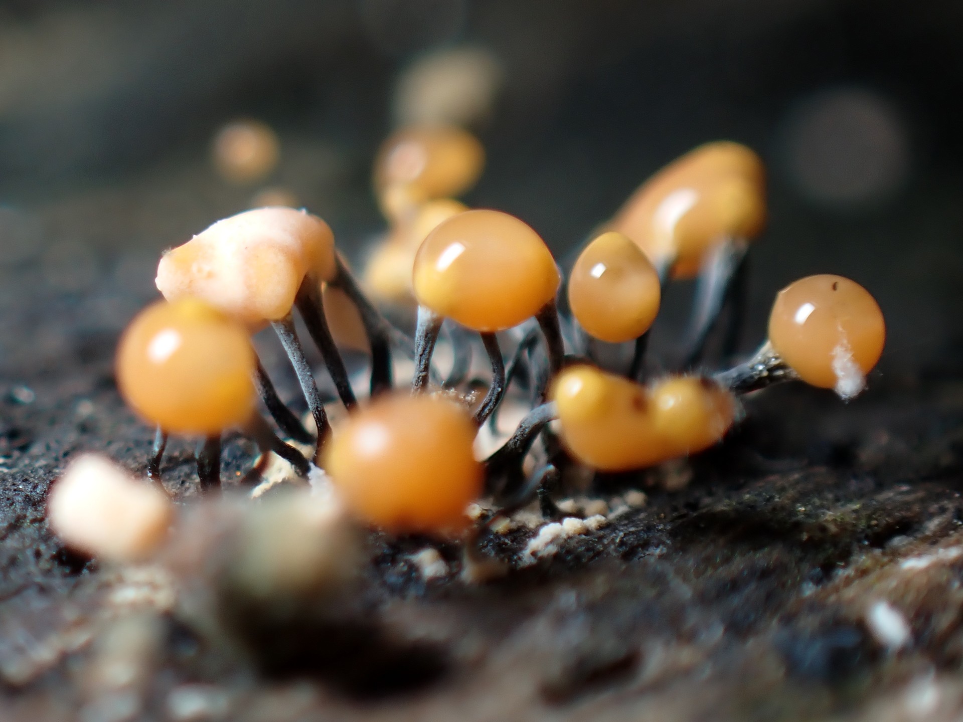 ダイダイ色の粘菌 の高画質写真です。横浜市で、2025年7月29日に撮影したものです。