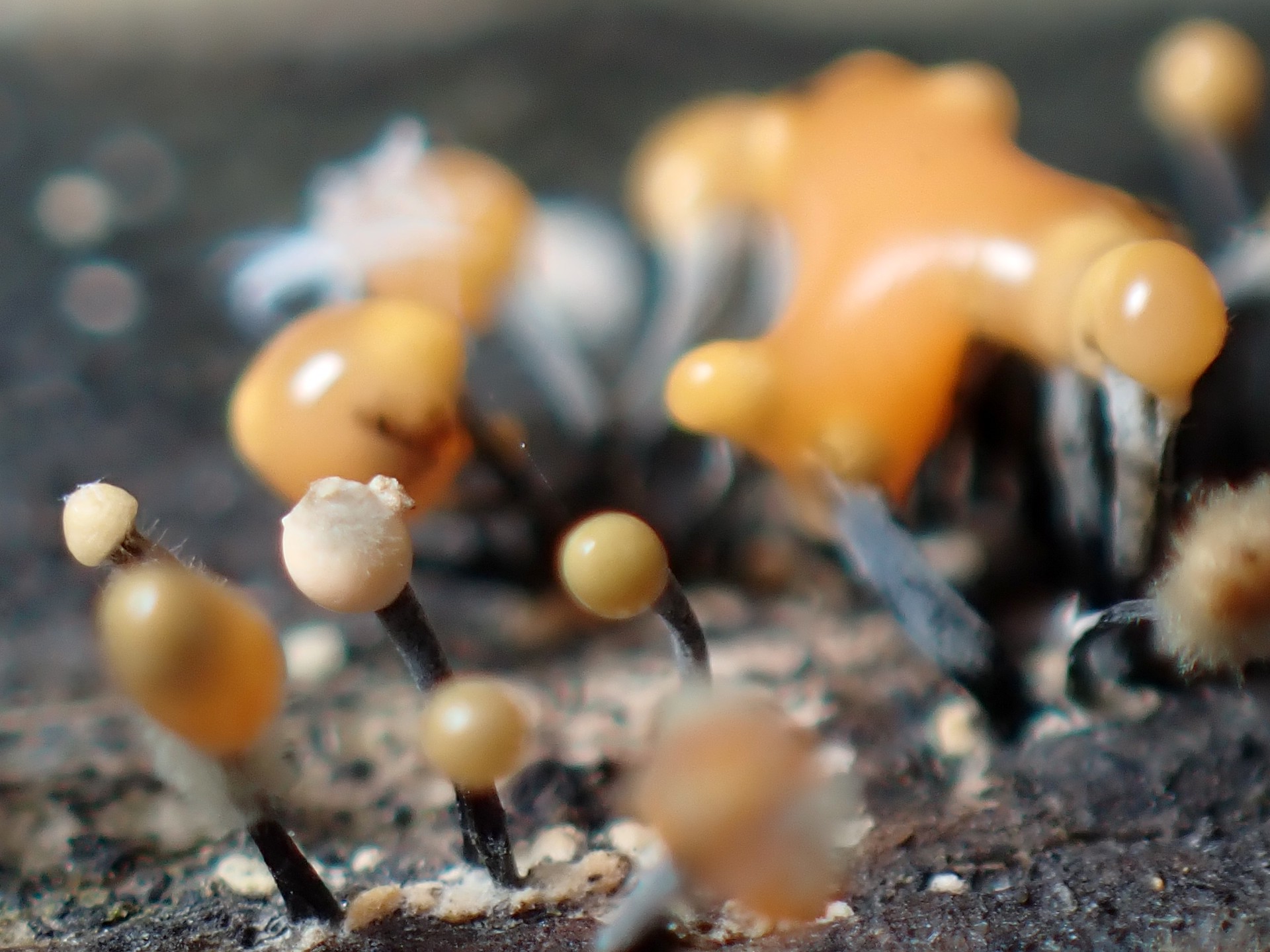 ダイダイ色の粘菌 の高画質写真です。横浜市で、2025年7月29日に撮影したものです。