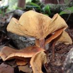 ドクササコ の高画質写真です。横浜市で、2025年7月12日に撮影したものです。