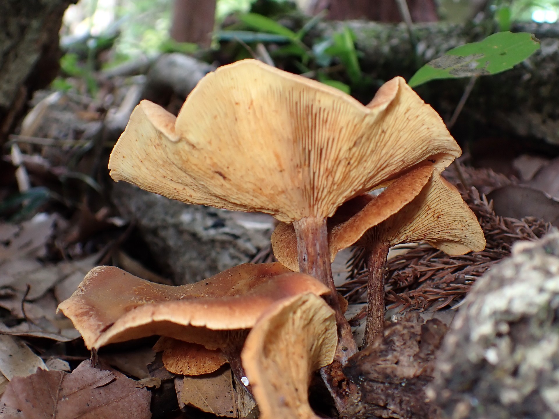 ドクササコ の高画質写真です。横浜市で、2025年7月12日に撮影したものです。
