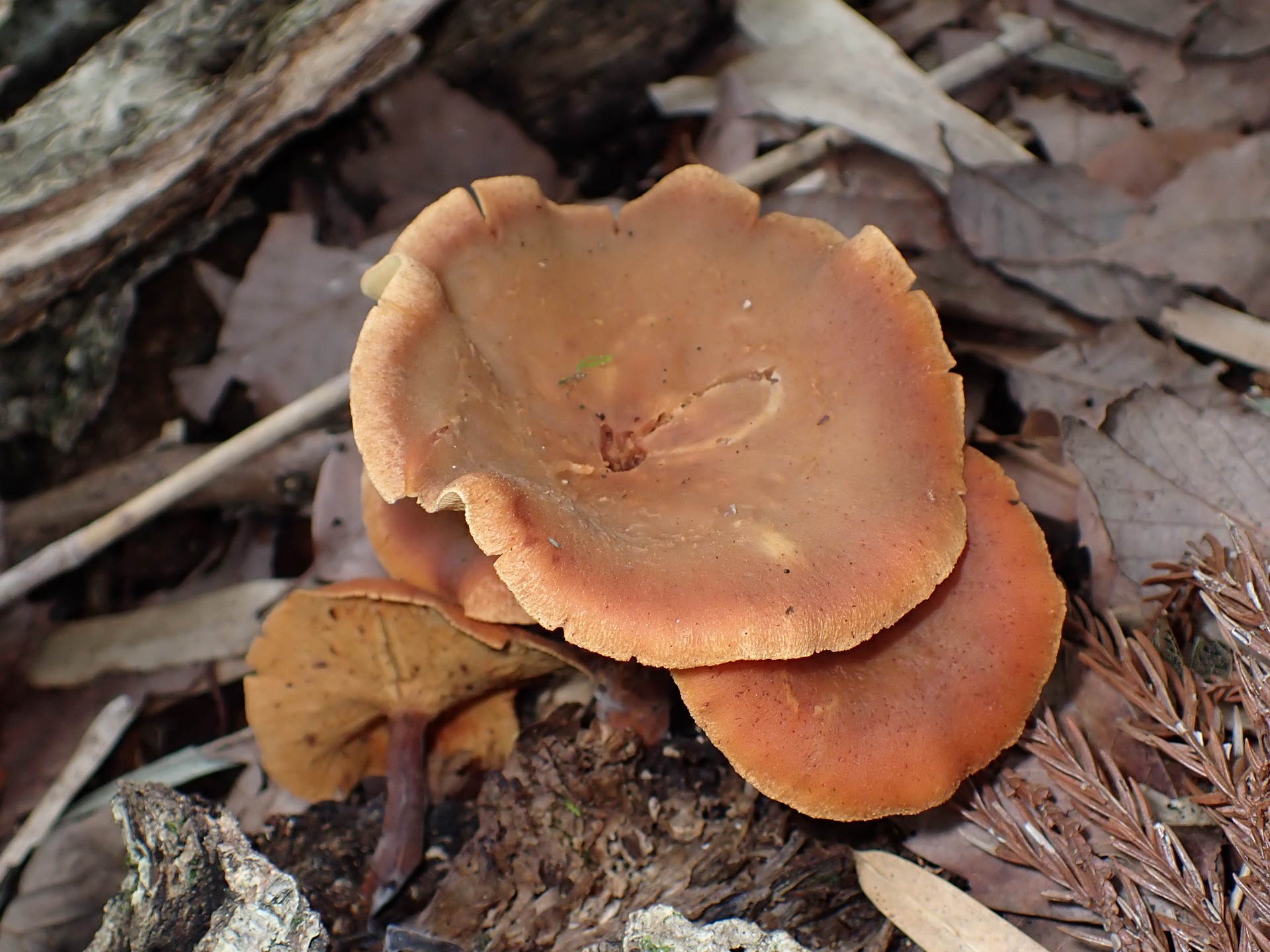 ドクササコ の高画質写真です。横浜市で、2025年7月12日に撮影したものです。