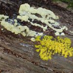 ドロホコリの仲間 の高画質写真です。横浜市で、2025年7月21-22日に撮影したものです。