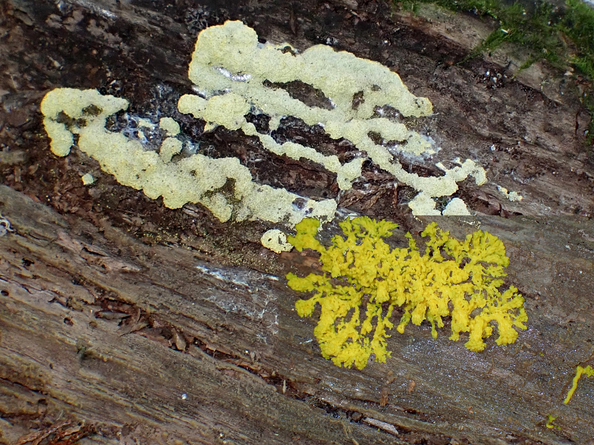 ドロホコリの仲間 の高画質写真です。横浜市で、2025年7月21-22日に撮影したものです。