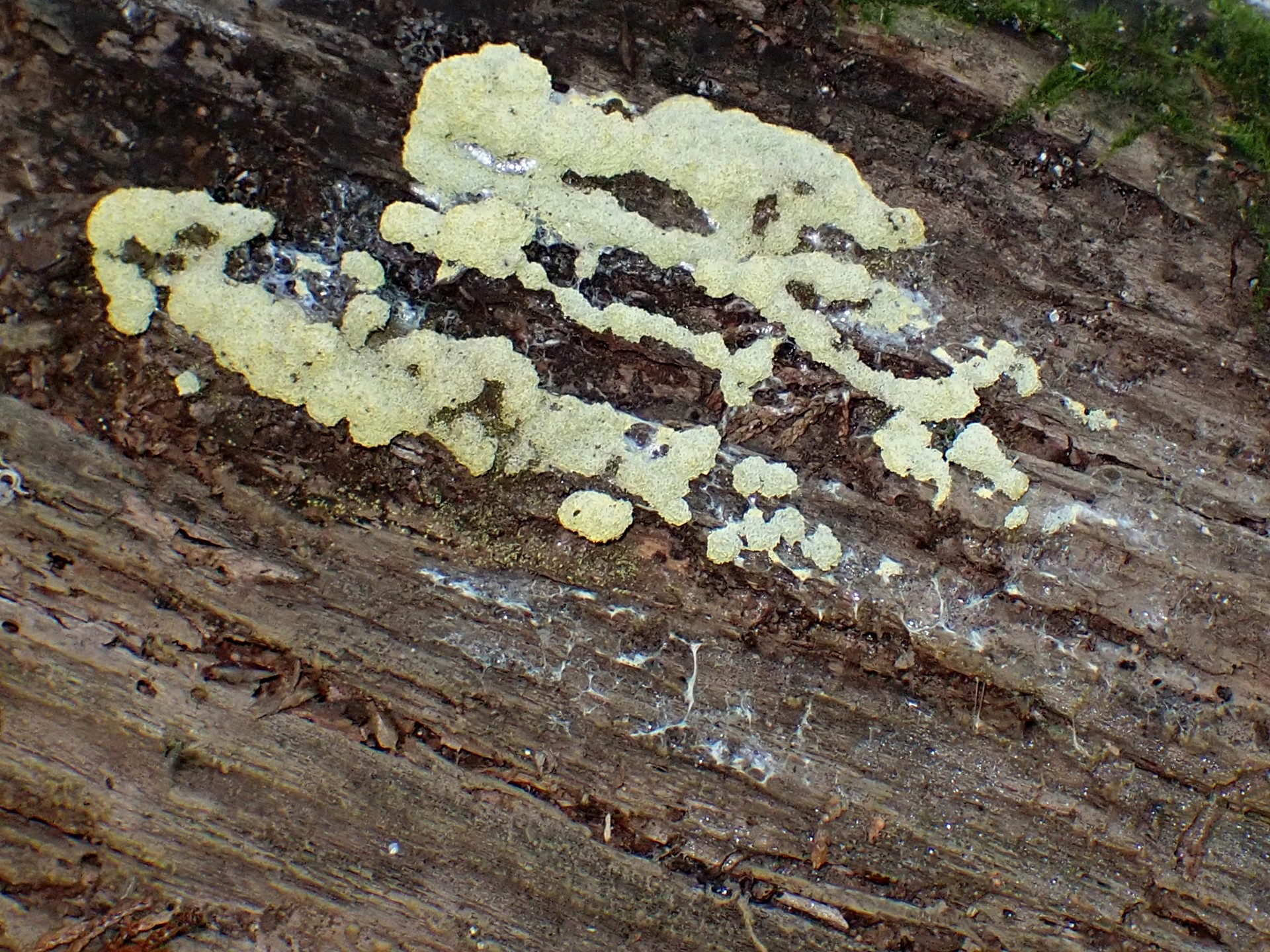 ドロホコリの仲間 の高画質写真です。横浜市で、2025年7月22日に撮影したものです。