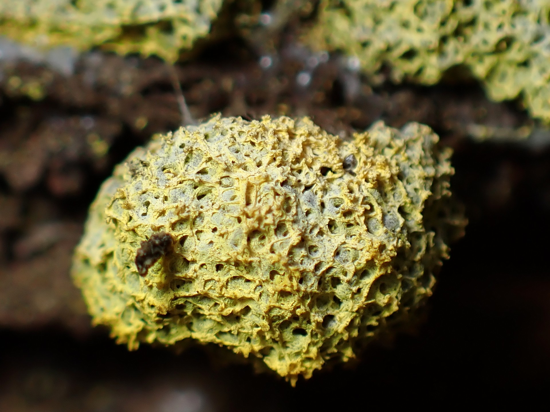 ドロホコリの仲間 の高画質写真です。横浜市で、2025年7月22日に撮影したものです。