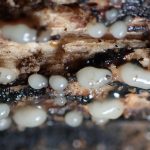 不明変形体 の高画質写真です。横浜市で、2025年7月3日に撮影したものです。