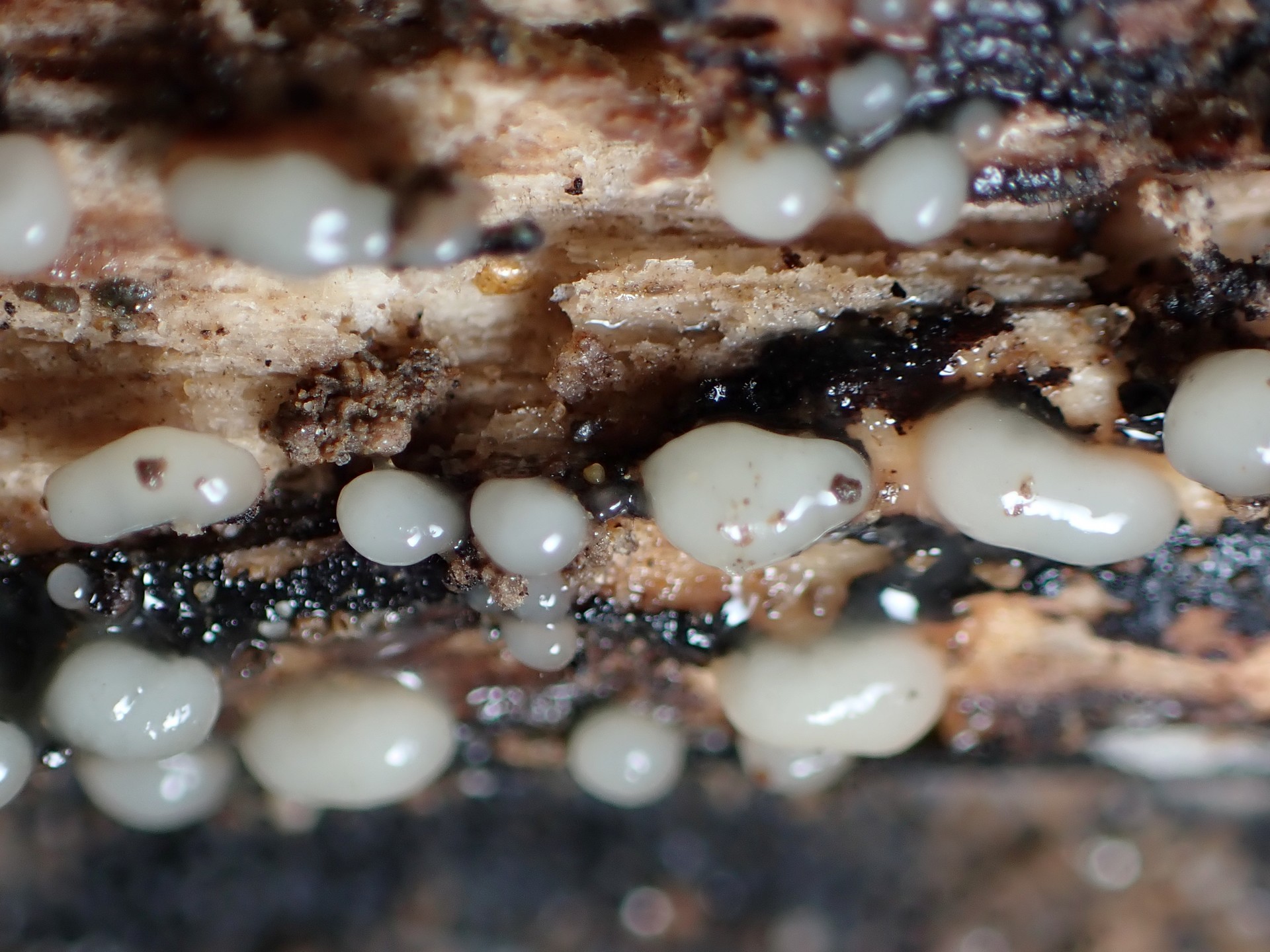 不明変形体 の高画質写真です。横浜市で、2025年7月3日に撮影したものです。