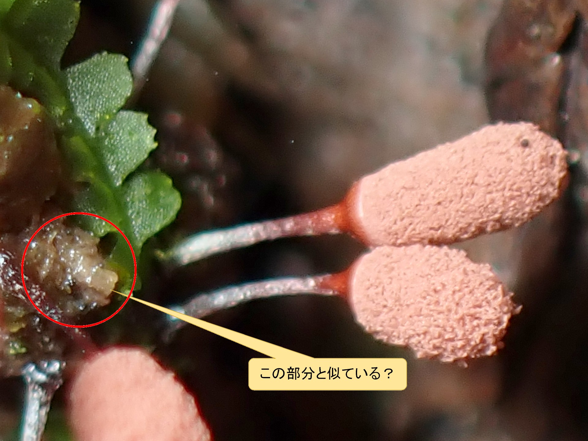 粘菌の根元に出来る物質？ の高画質写真です。横浜市で、2025年7月4日に撮影したものです。