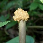 不明菌？ の高画質写真です。横浜市で、2025年7月4日に撮影したものです。