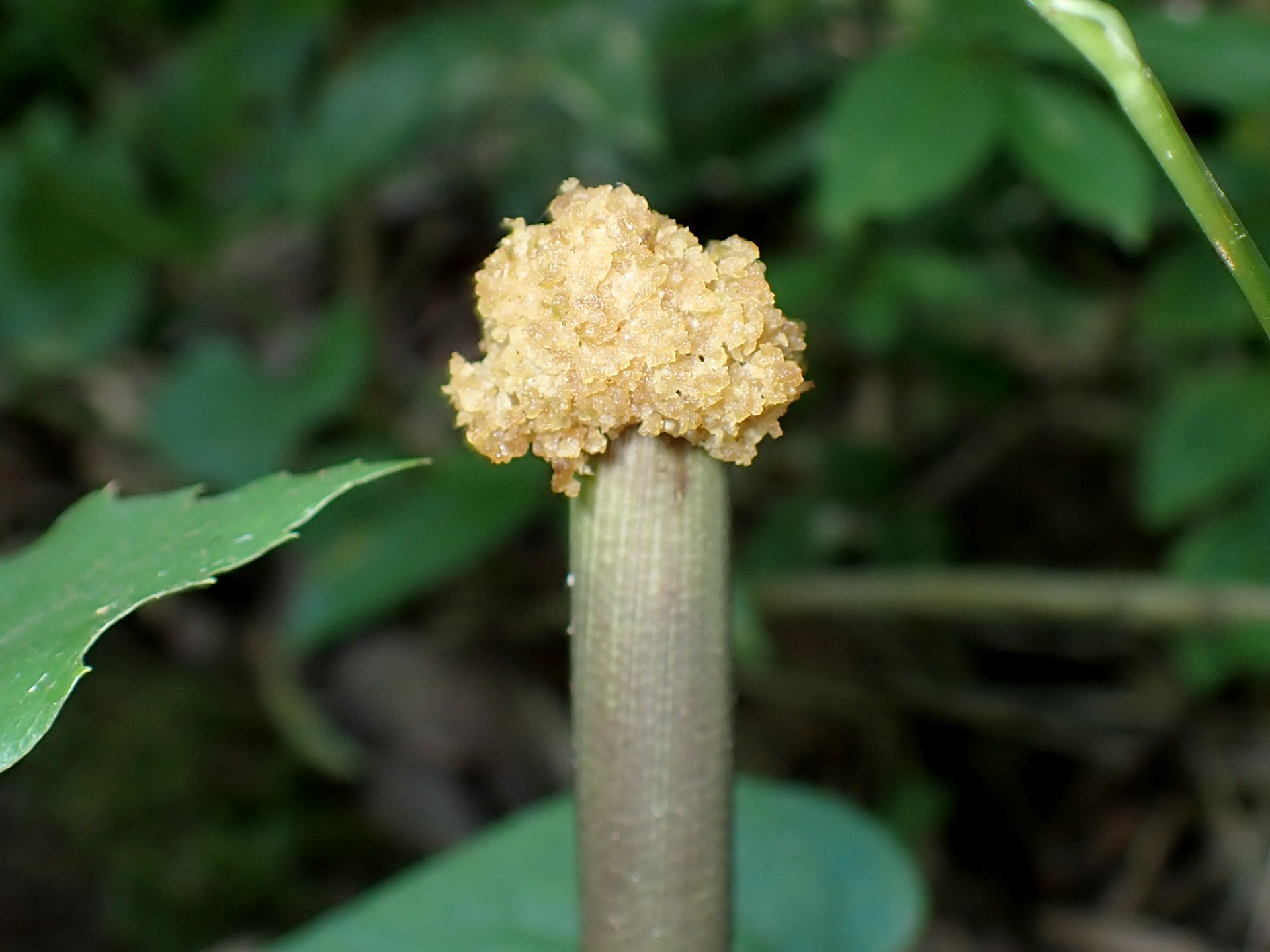 不明菌？ の高画質写真です。横浜市で、2025年7月4日に撮影したものです。