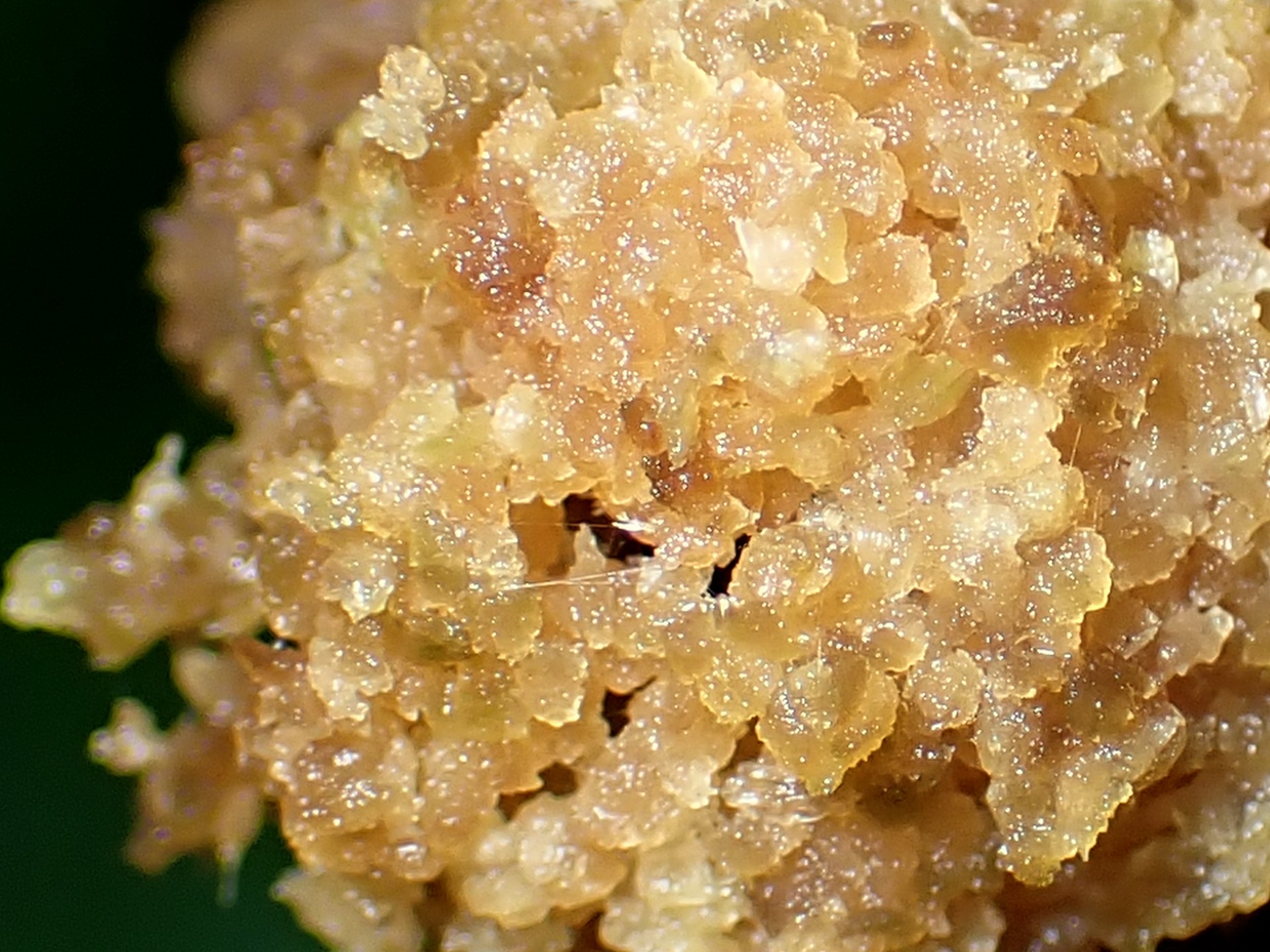 不明菌？ の高画質写真です。横浜市で、2025年7月4日に撮影したものです。