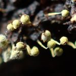 不明菌 エナガウツボホコリ？ の高画質写真です。横浜市で、2025年7月4日に撮影したものです。