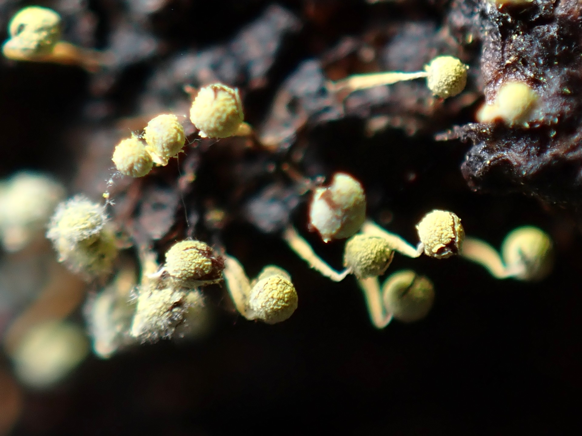 不明菌 エナガウツボホコリ？ の高画質写真です。横浜市で、2025年7月4日に撮影したものです。