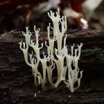 フサヒメホウキタケ の高画質写真です。横浜市で、2025年7月18日に撮影したものです。