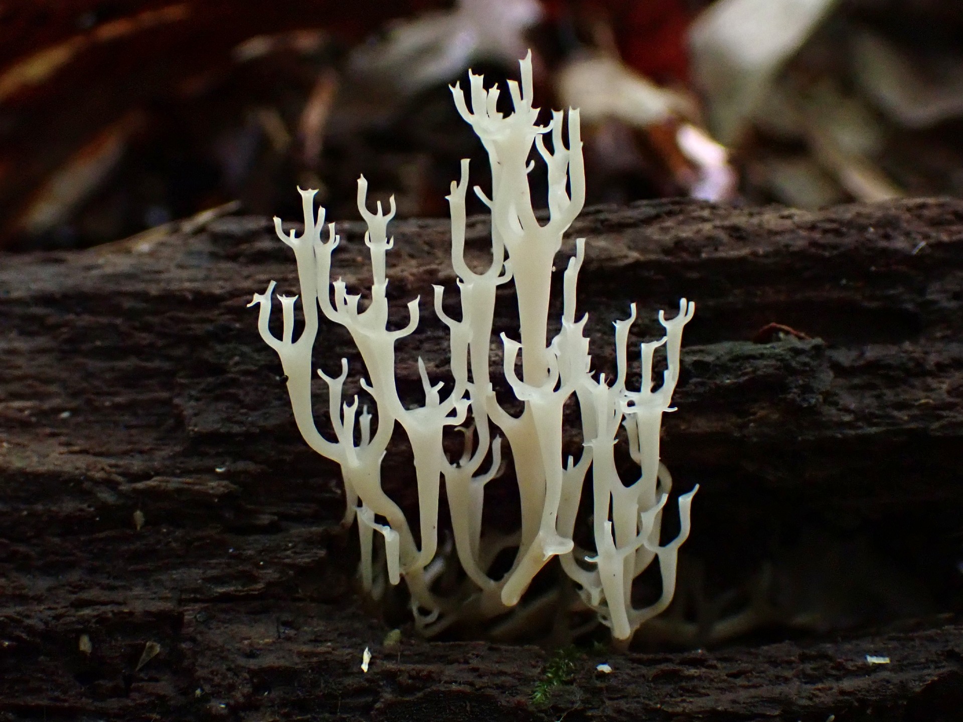フサヒメホウキタケ の高画質写真です。横浜市で、2025年7月18日に撮影したものです。
