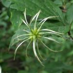 ハンショウヅル の高画質写真です。横浜市で、2025年7月3日に撮影したものです。