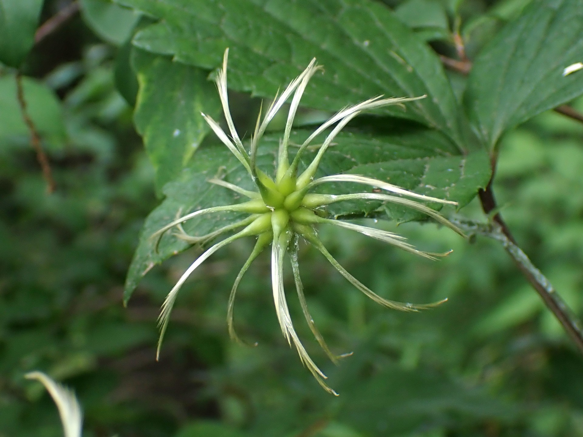 ハンショウヅル の高画質写真です。横浜市で、2025年7月3日に撮影したものです。