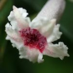 ヘクソカズラ の高画質写真です。横浜市で、2025年7月3日に撮影したものです。