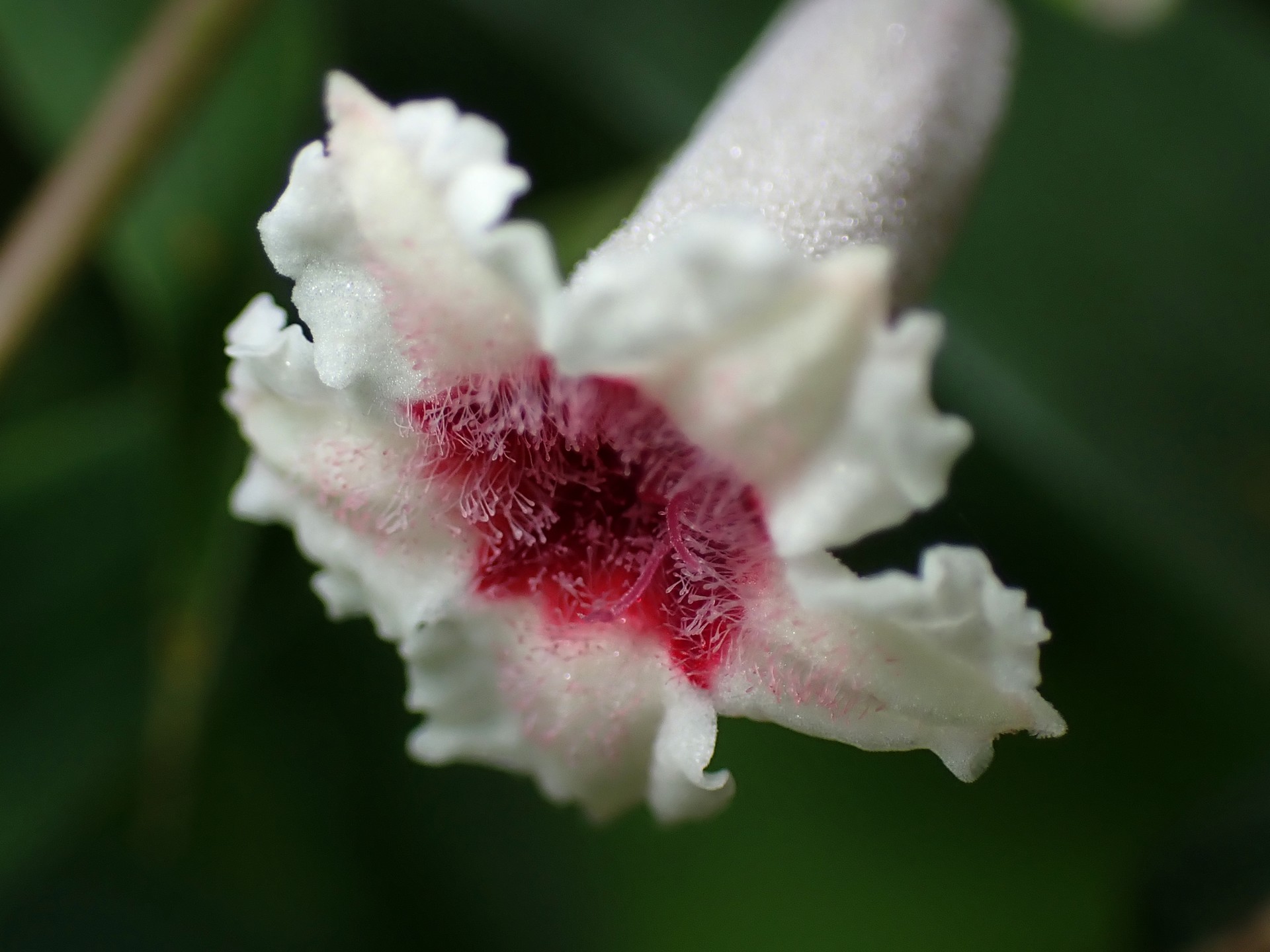 ヘクソカズラ の高画質写真です。横浜市で、2025年7月3日に撮影したものです。