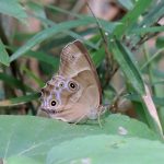 ヒカゲチョウ の高画質写真です。横浜市で、2025年7月3日に撮影したものです。