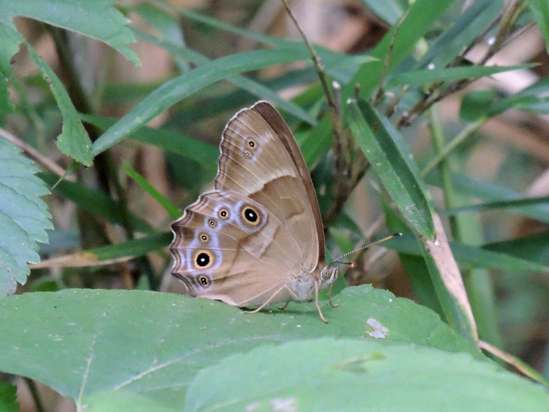 ヒカゲチョウ の高画質写真です。横浜市で、2025年7月3日に撮影したものです。
