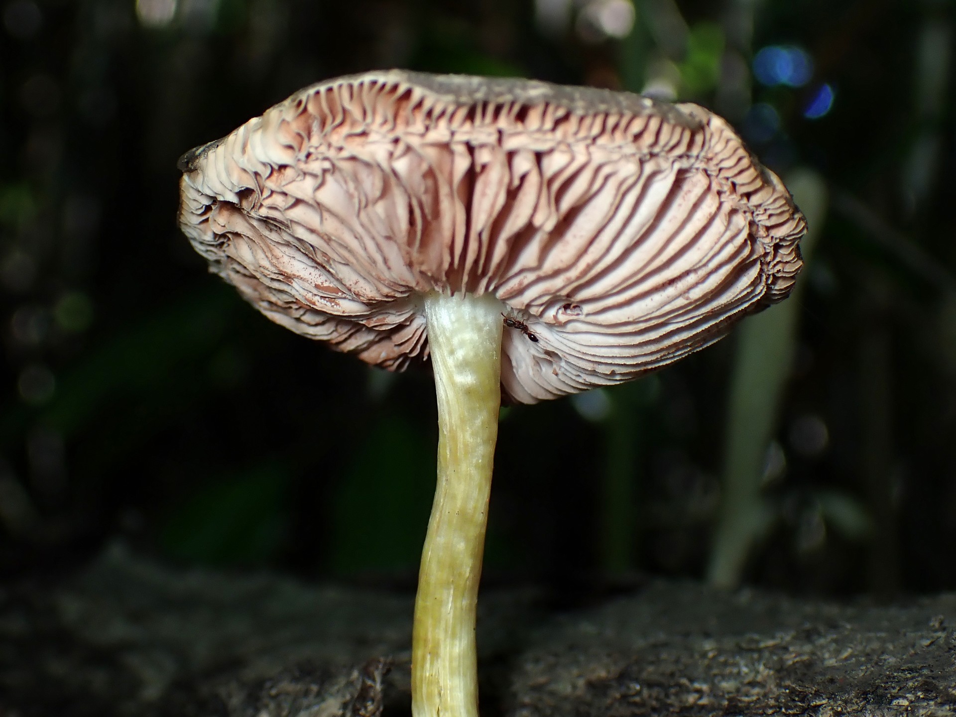 ヒョウモンウラベニガサ の高画質写真です。横浜市で、2025年7月21日に撮影したものです。