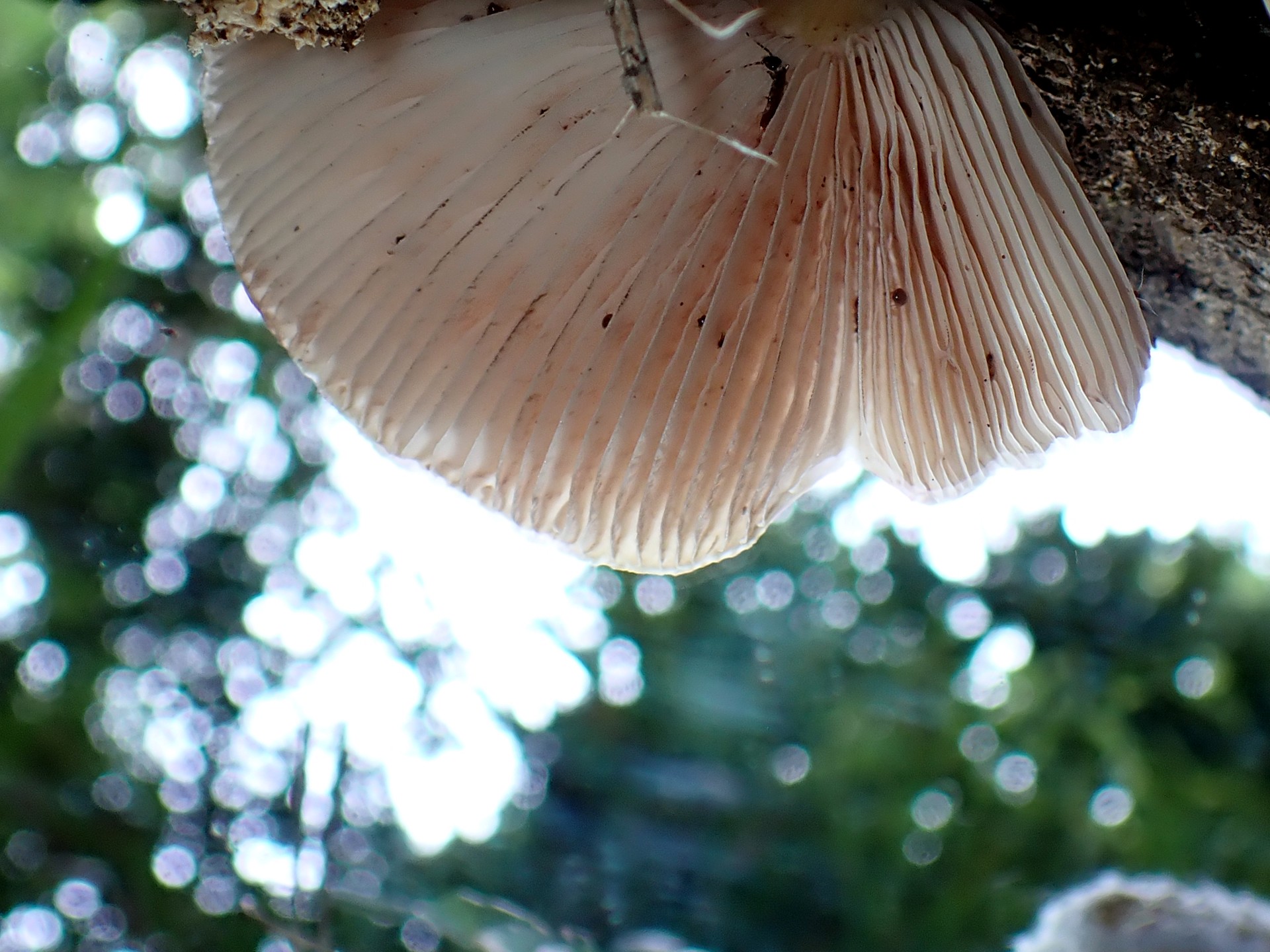 ヒョウモンウラベニガサ の高画質写真です。横浜市で、2025年7月23日に撮影したものです。